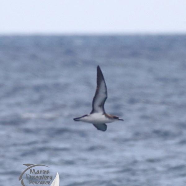 manx shearwater