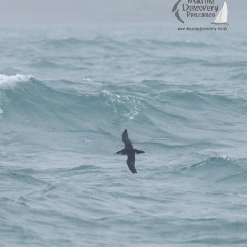 manx shearwater