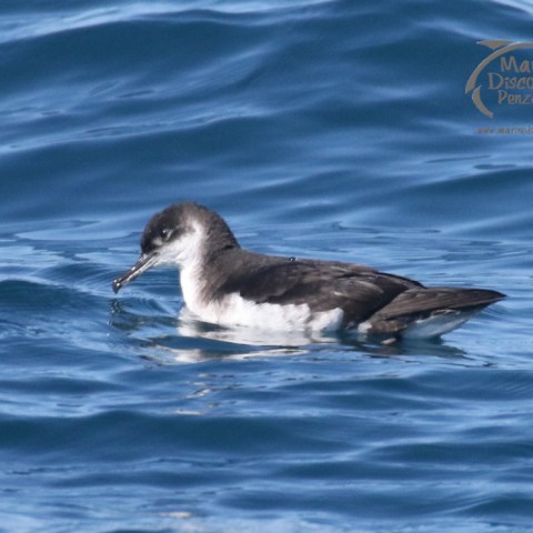 manx shearwater