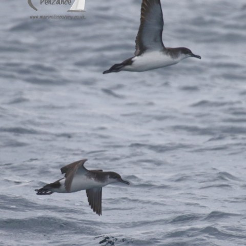 manx shearwaters
