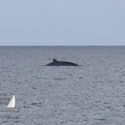 minke whale