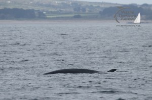 minke whale