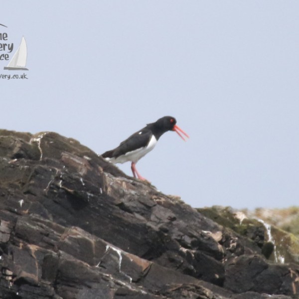 oyster catcher