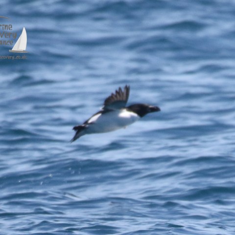 razorbill