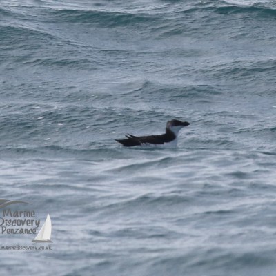 razorbill