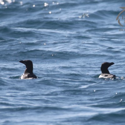 razorbills