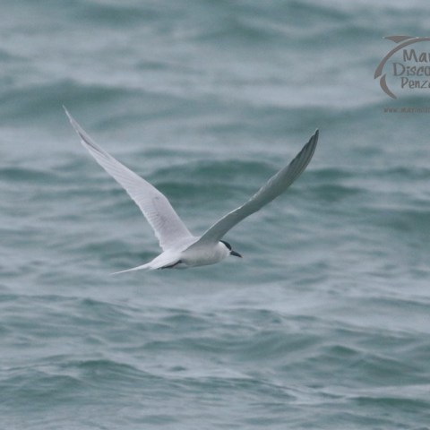 sandwich tern