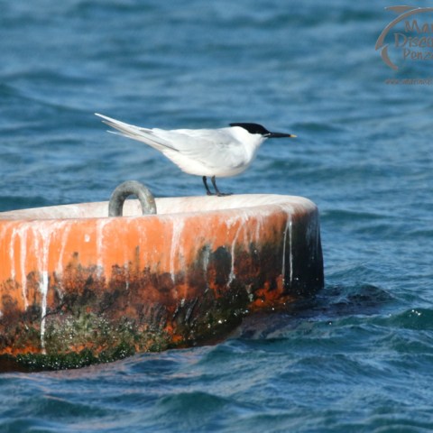 sandwich terns