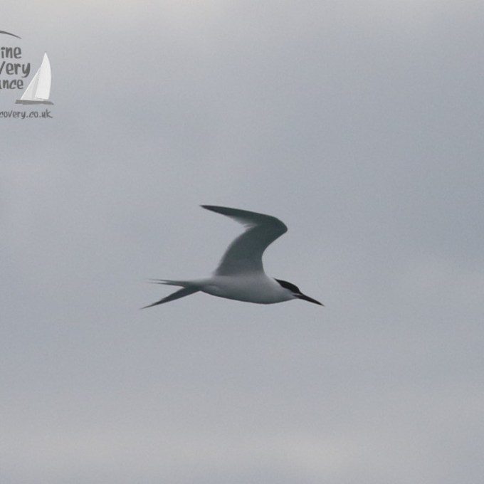 sandwich tern
