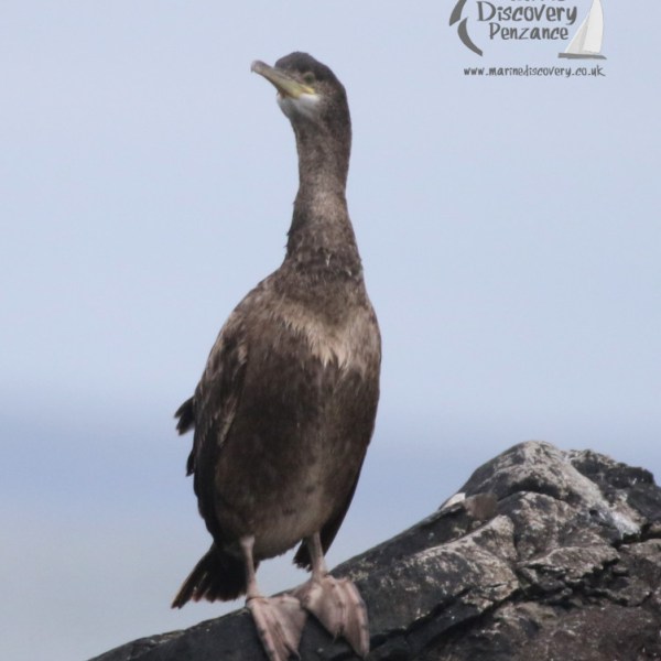 a bird standing on a rock