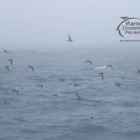 shearwaters in the fog