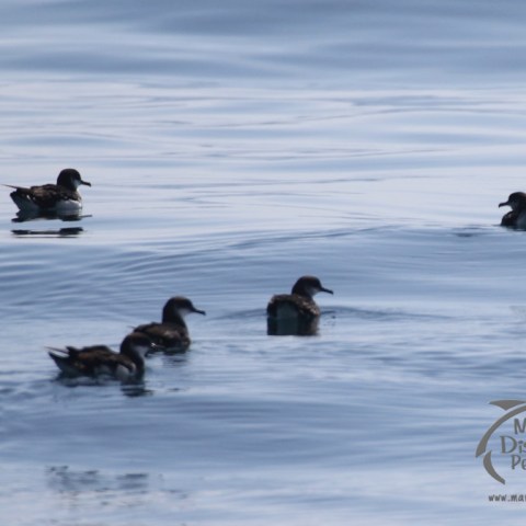 shearwaters on the water