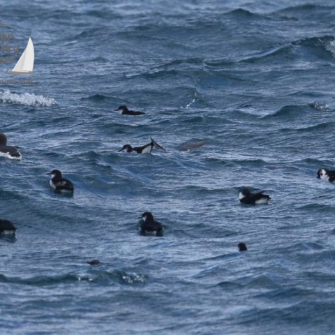 Manx shearwaters