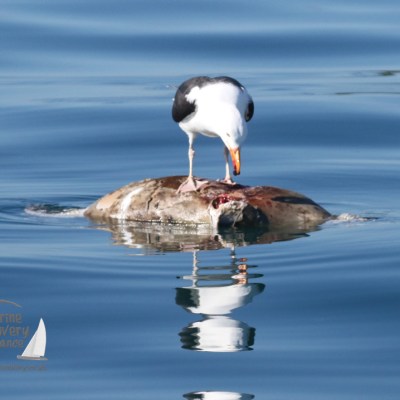 dead seal being scavenged