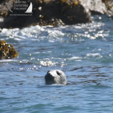 grey seal