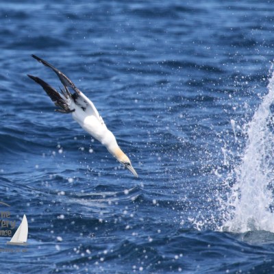 diving gannet