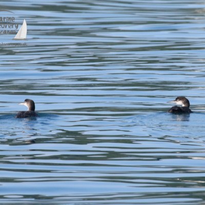 great northern divers