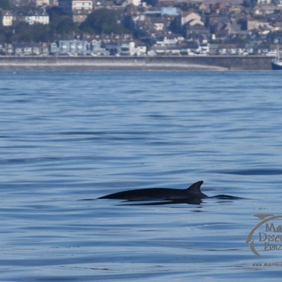 minke whale