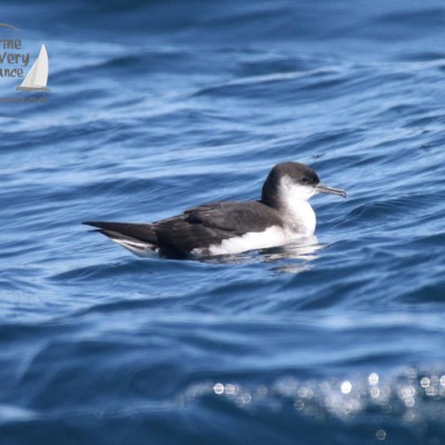 manx shearwater