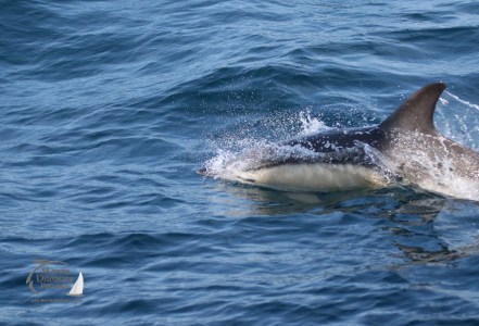 A dolphin jumping out of the water