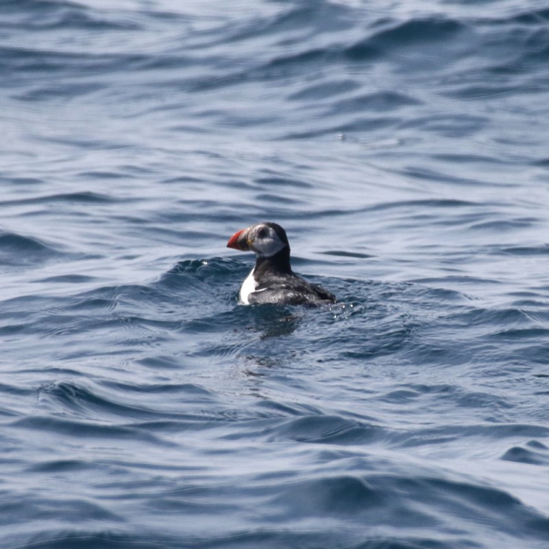 a puffin swimming in water next to the ocean