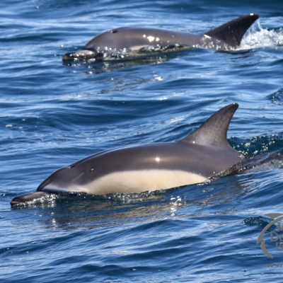 common dolphins