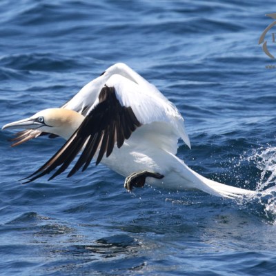 gannet