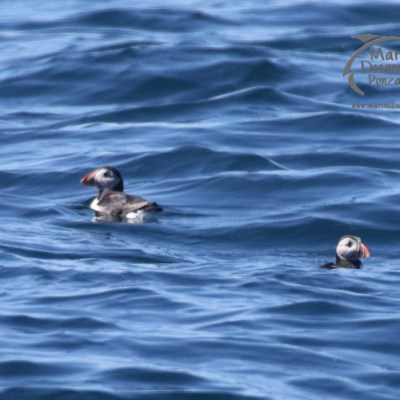 puffins