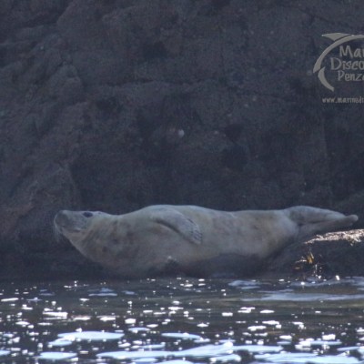 grey seal