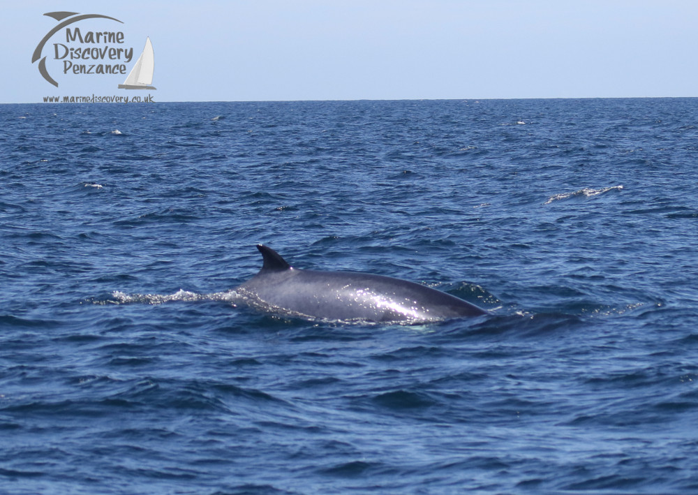 minke whale