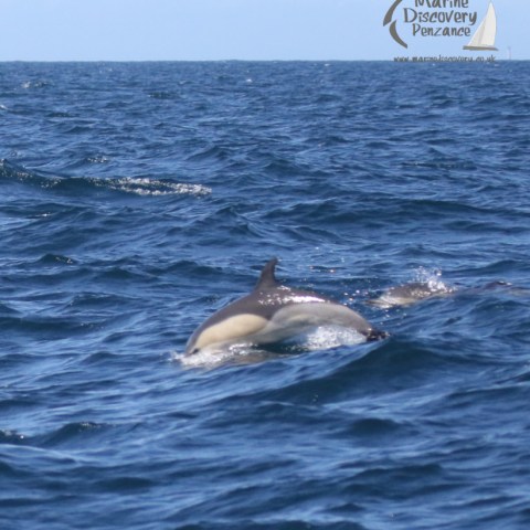 common dolphin