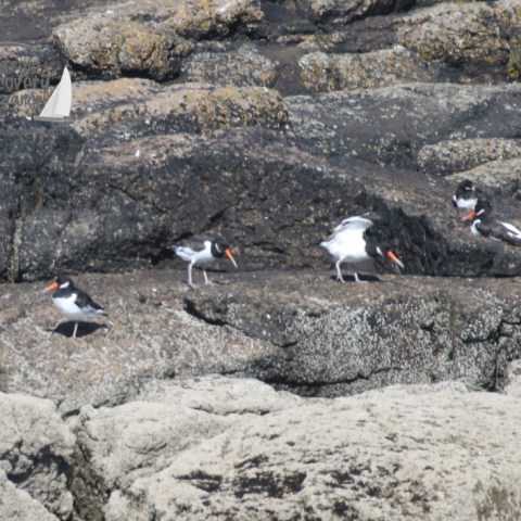 oyster catchers
