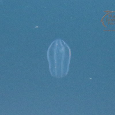 comb jelly