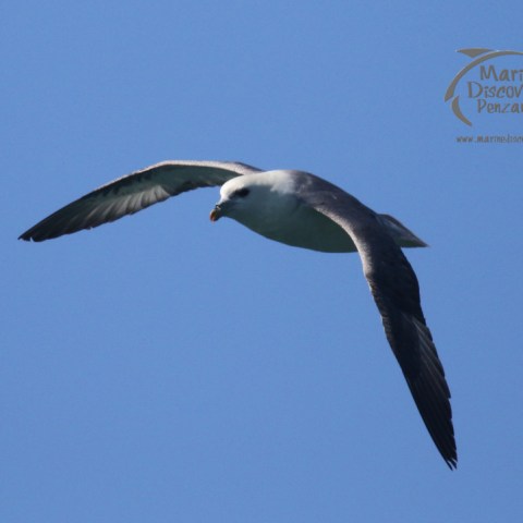 fulmar
