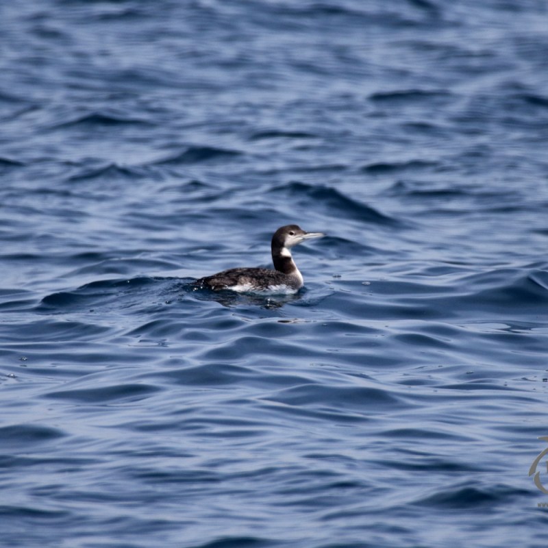 A great northern diver swimming in water next to a body of water