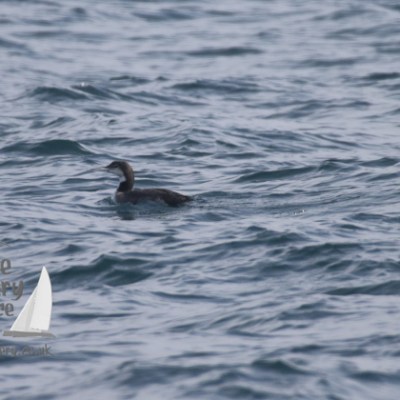 a bird swimming in water next to a body of water