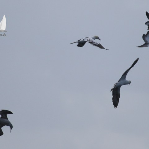 Gannets