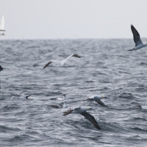 Gannets
