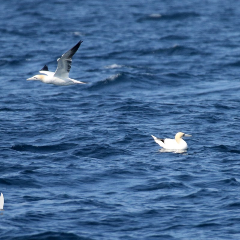 Gannets