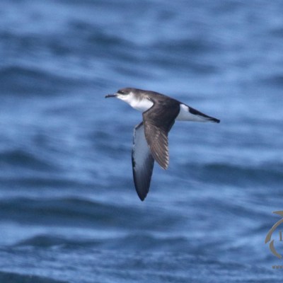 Manx shearwater