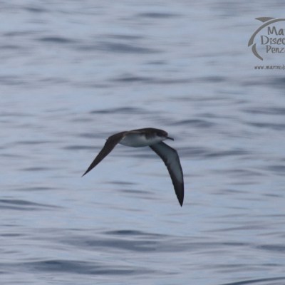 Manx shearwater