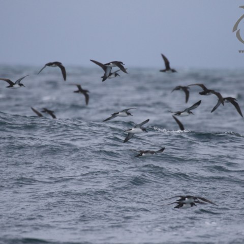 Manx shearwaters