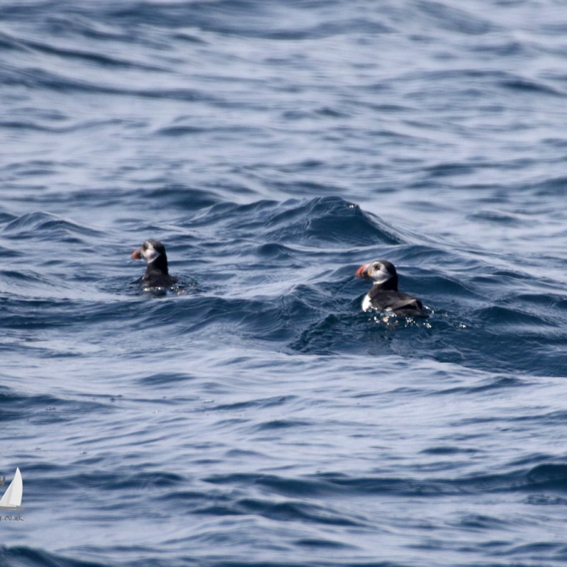 Puffins