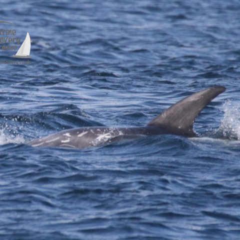 Risso's dolphin