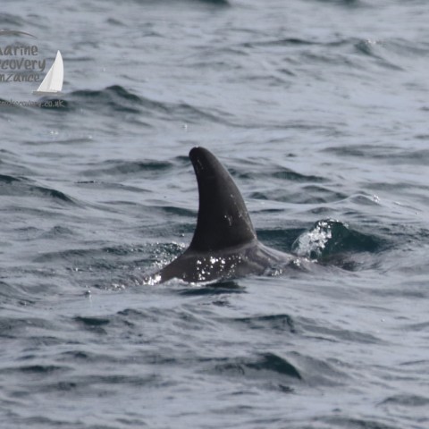 Risso's dolphin