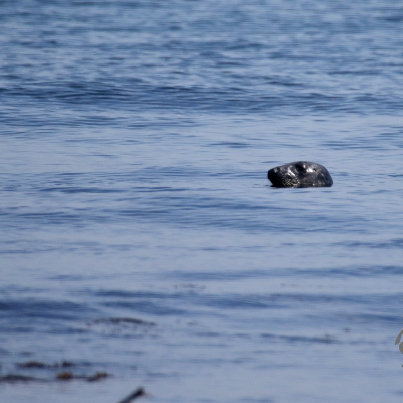 A grey seal