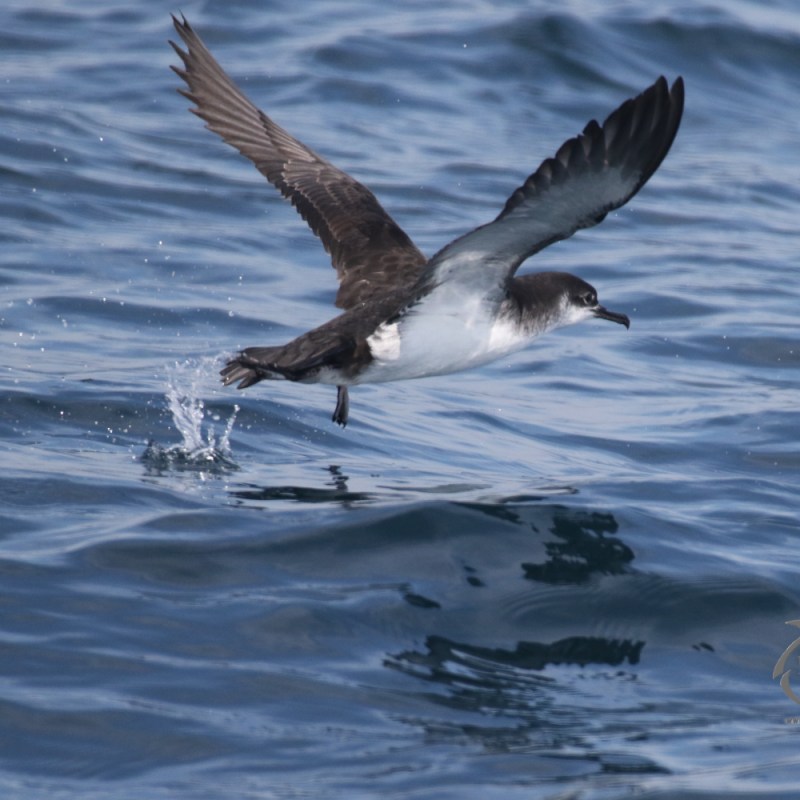 Manx shearwater