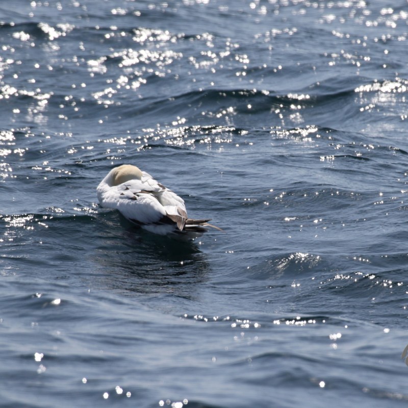 A sleeping gannet