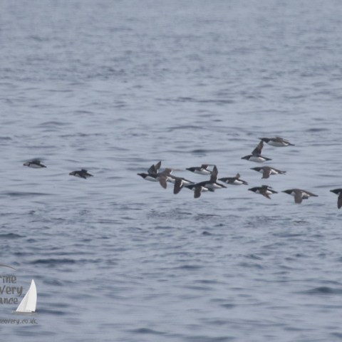 Guillemots, razorbills and puffins