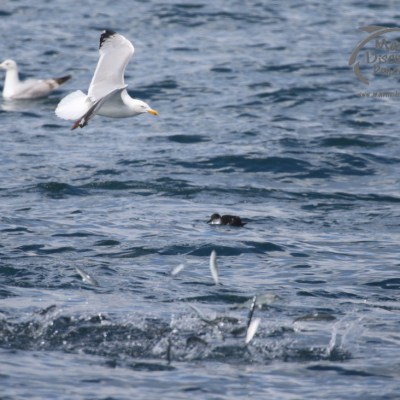birds feeding on sprats